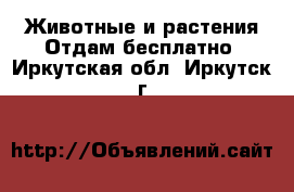 Животные и растения Отдам бесплатно. Иркутская обл.,Иркутск г.